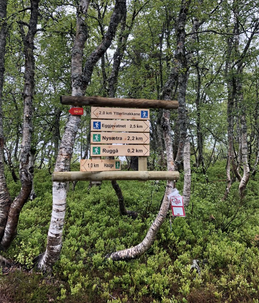 Fem turskilt festa til bjørker i bjørkeskog.