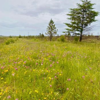 Gammelveien til Indre Roksvåg