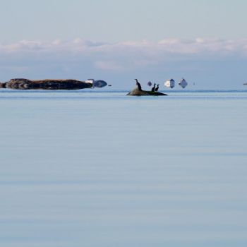 Steinsøya til fiskeværet Odden